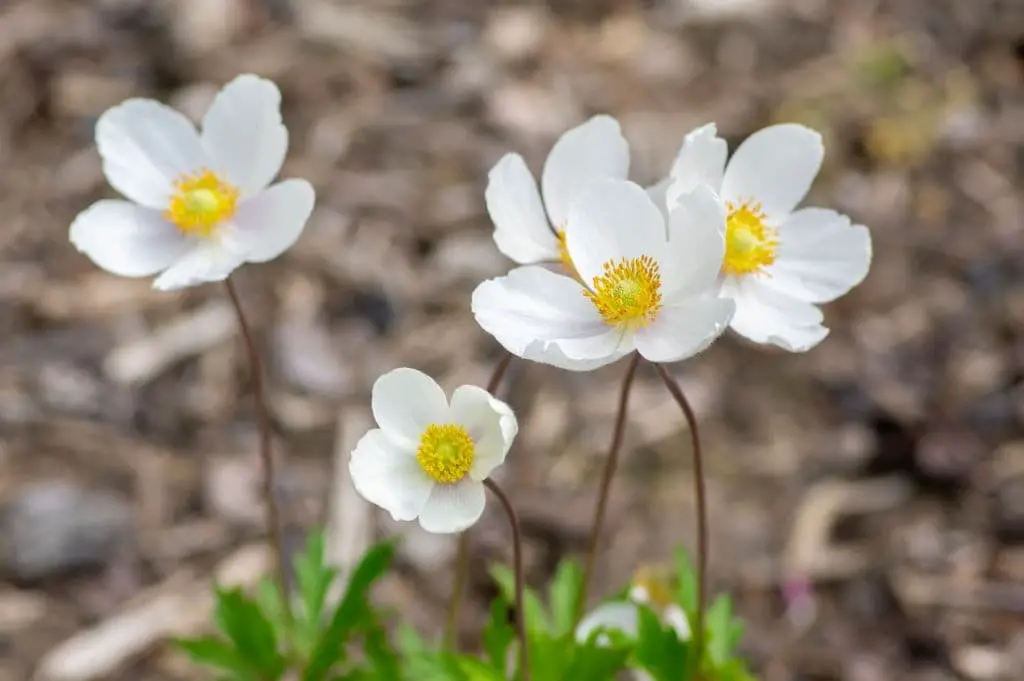 Snowdrop anemone (Anemone sylvestris)