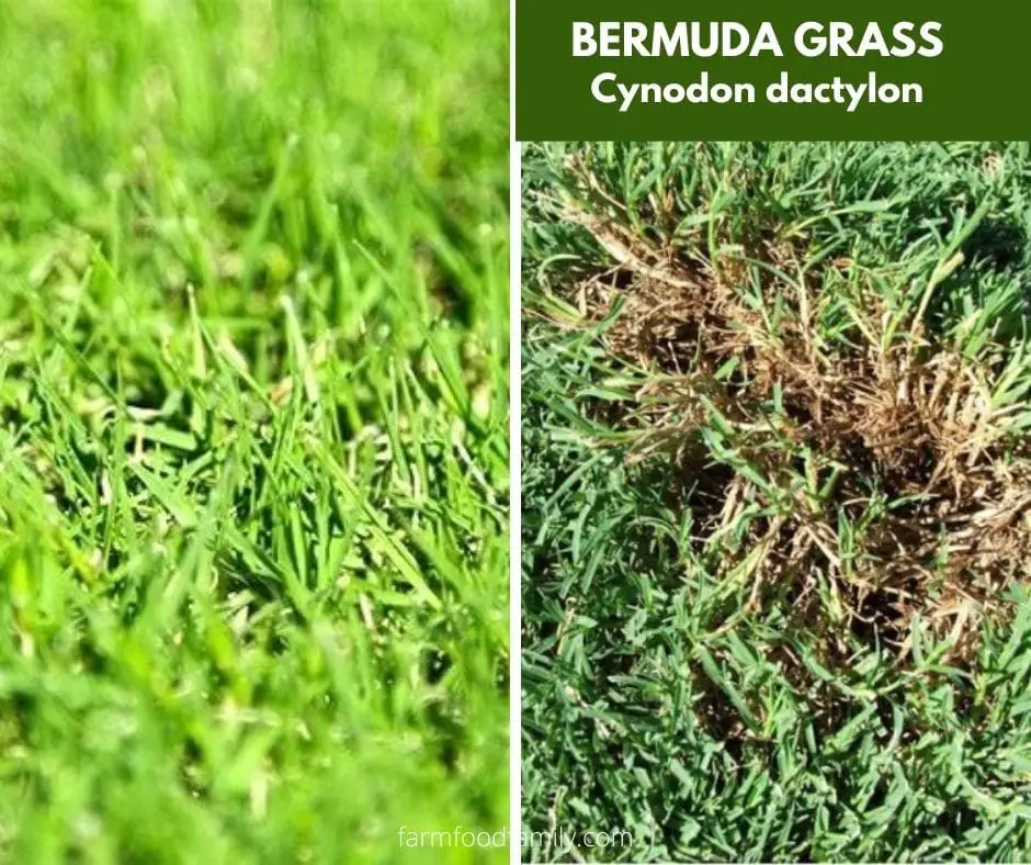 #1. Bermuda grass (Cynodon dactylon)