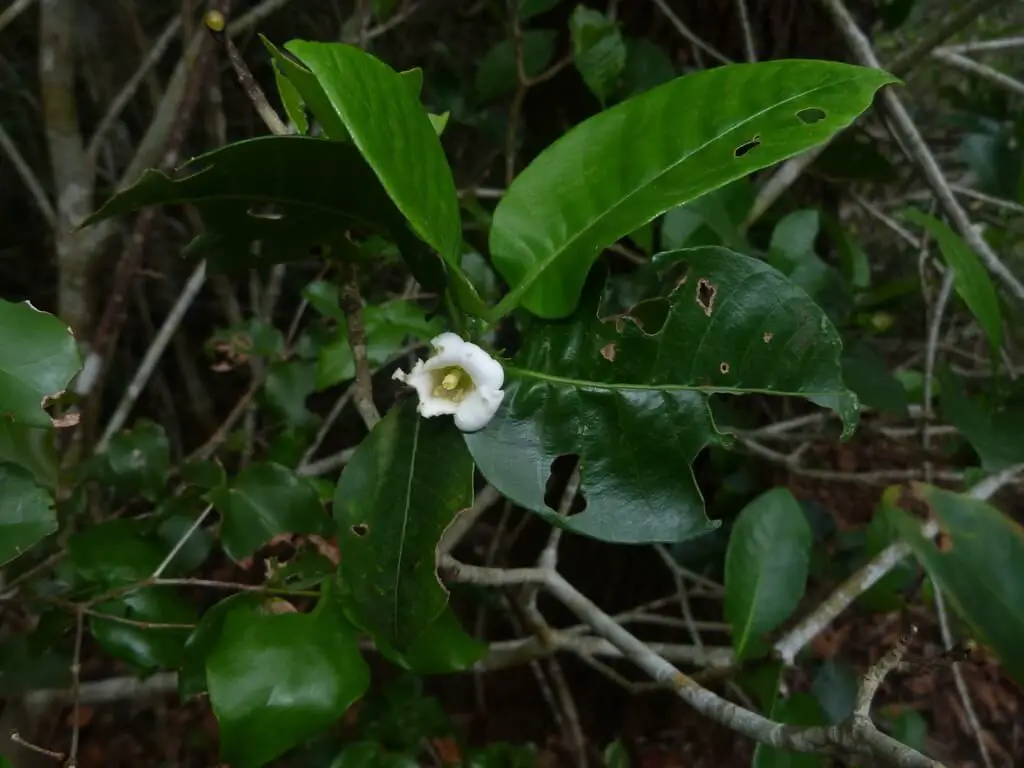 Gardenia transvenulosa