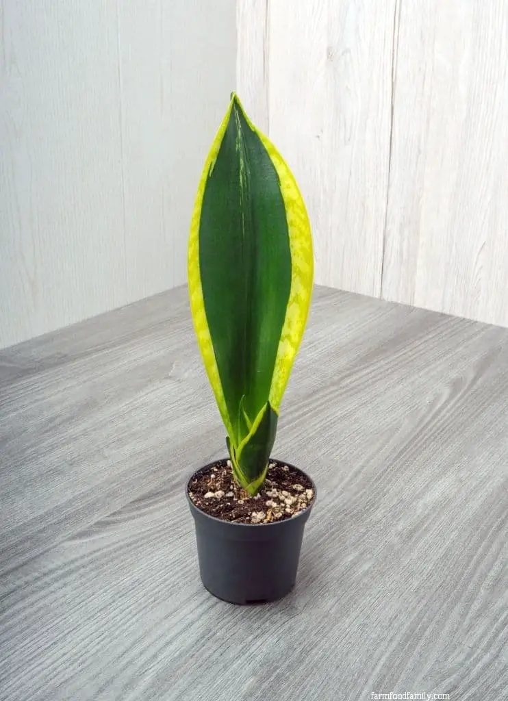 Sansevieria Trifasciata ‘Black Gold’ (Viper’s Bowstring Hemp)