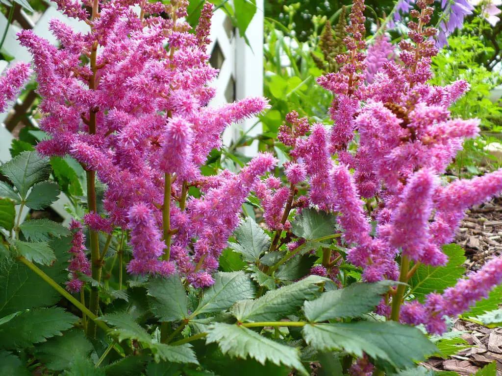 Pictures of Astilbe Plants