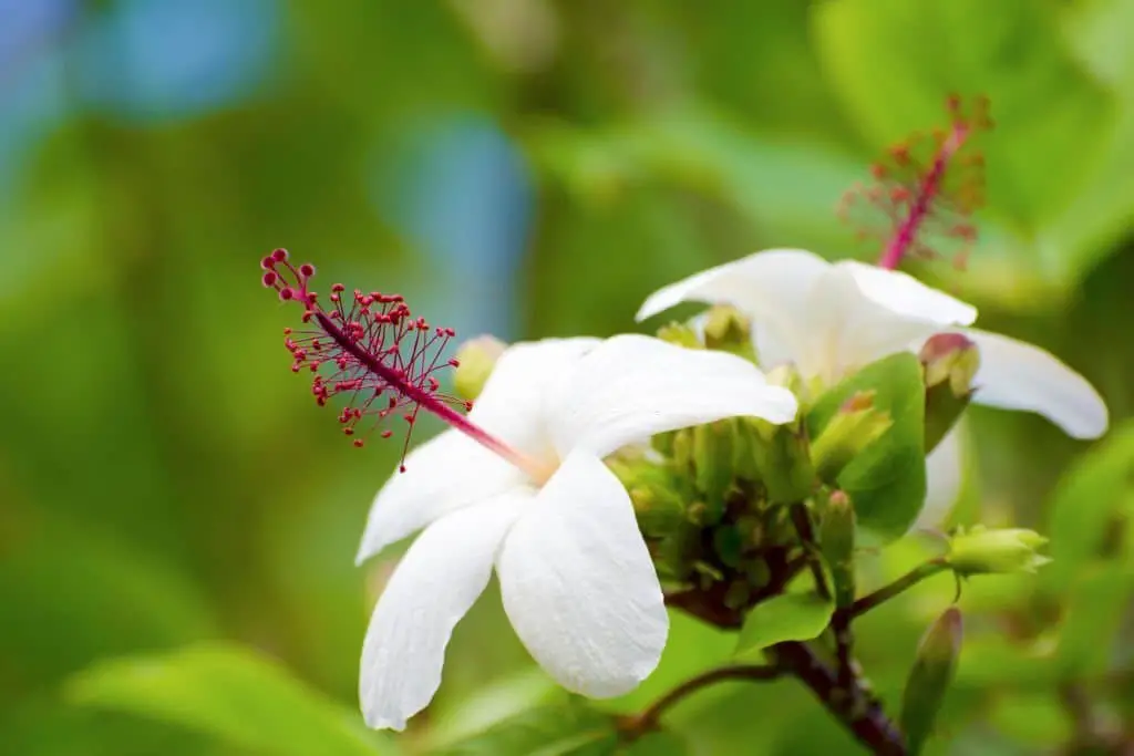 Hibiscus waimeae (white Kauai rosemallow, Kokiʻo keʻokeʻo)