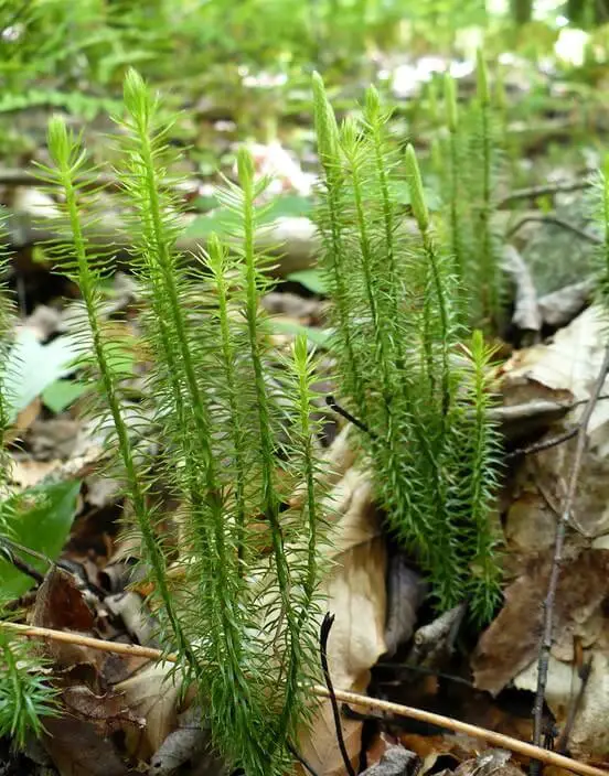 Wire fern (lycophyte):