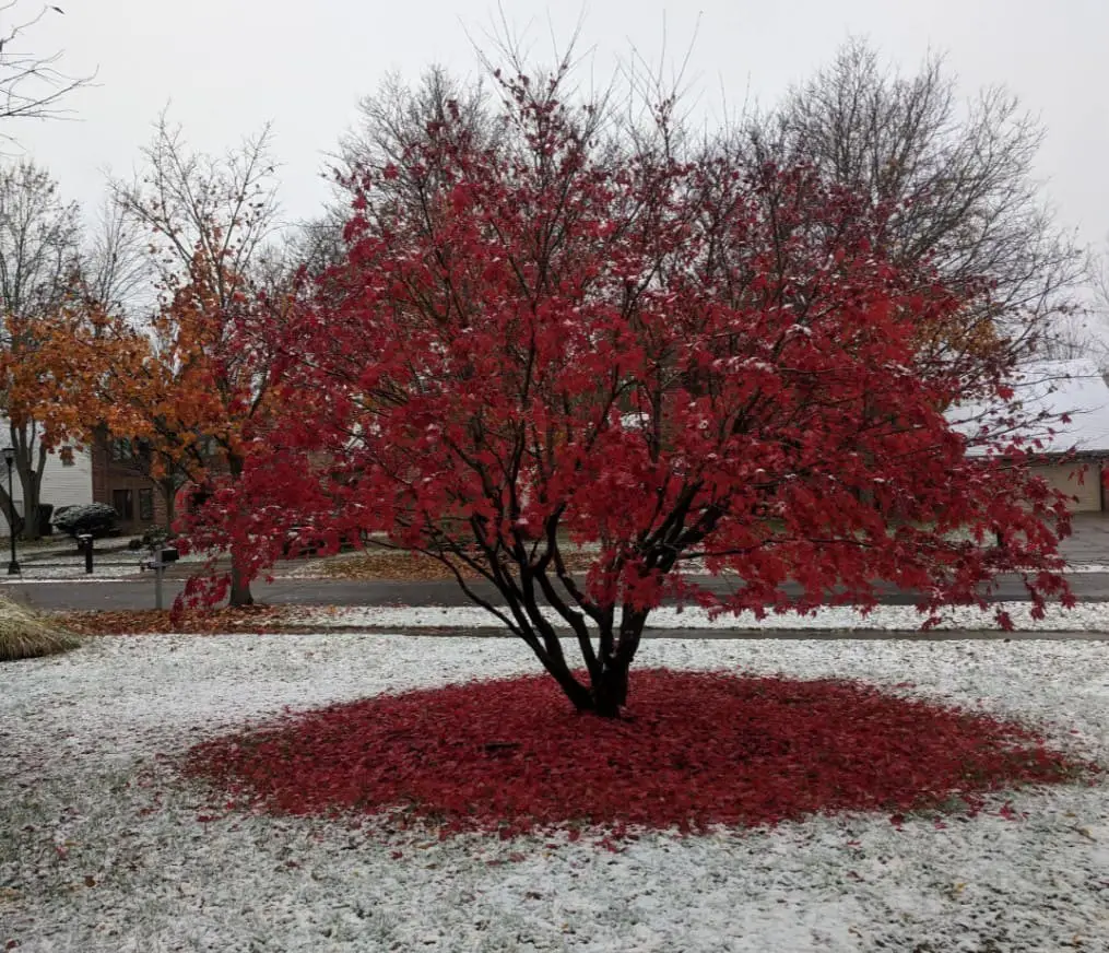 Japanese Maple (Acer palmatum): Striking Foliage, Variety of Sizes