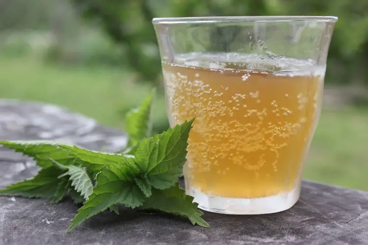 Nettle Beer Recipe