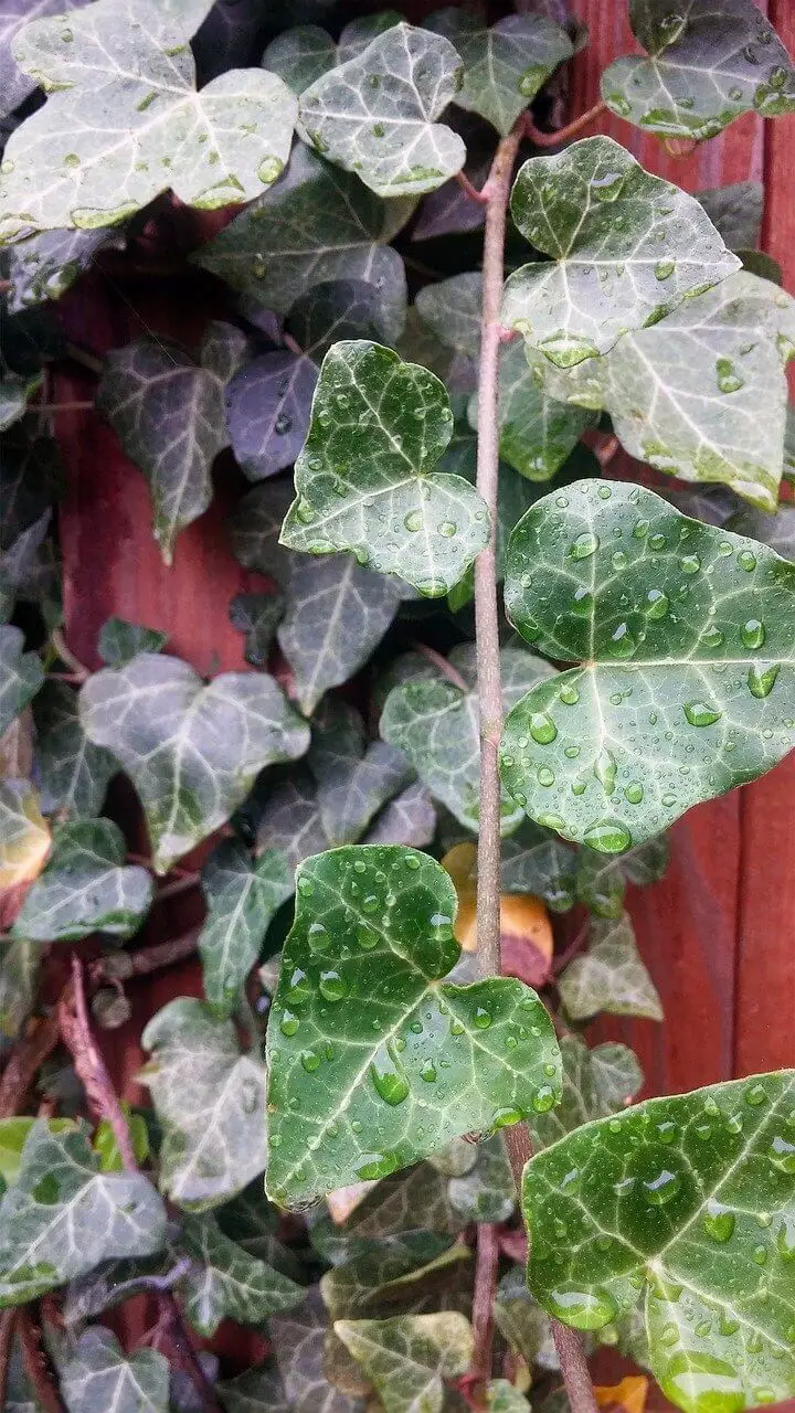 The soothing English Ivy (Hedera helix)