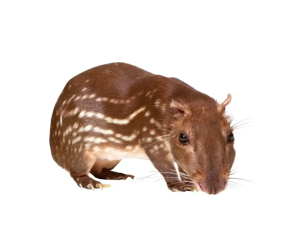 Lowland paca (Cuniculus paca)