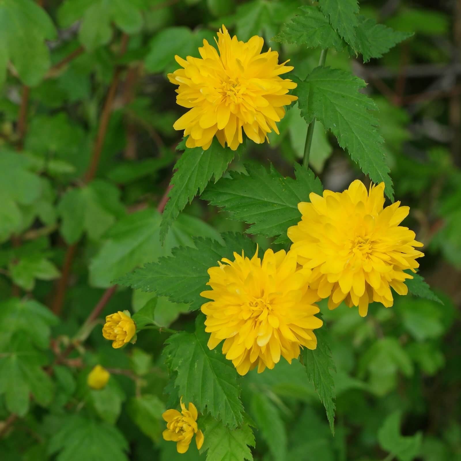 #4. Kerria japonica