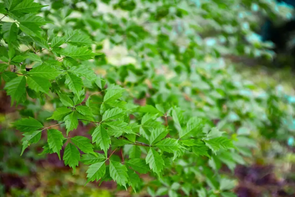 Vine Leaf Maple (Acer cissifolium)