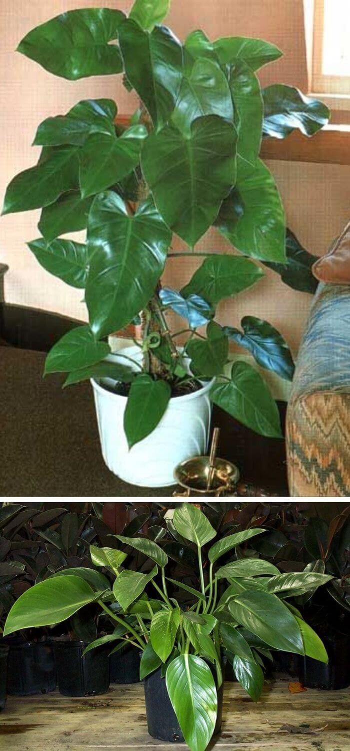 Beautiful Elephant Ear Philodendron