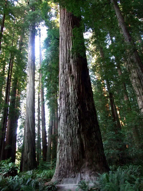 Redwood trees