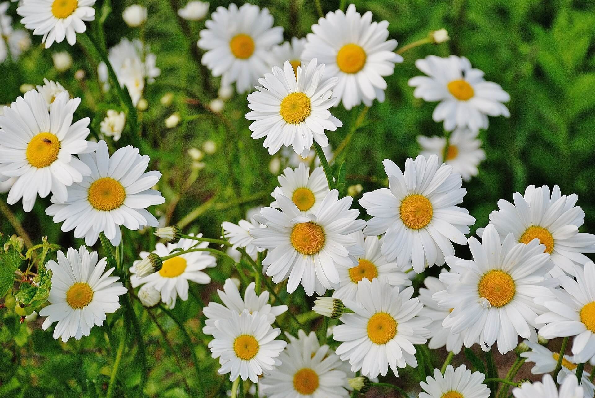 #1. Daisies