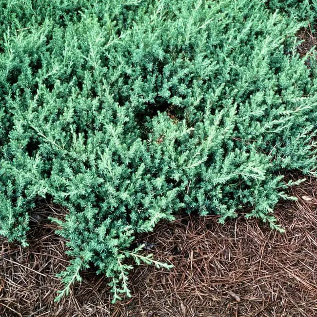 Blue Pacific Juniper (Juniperus conferta ‘Blue Pacific’)