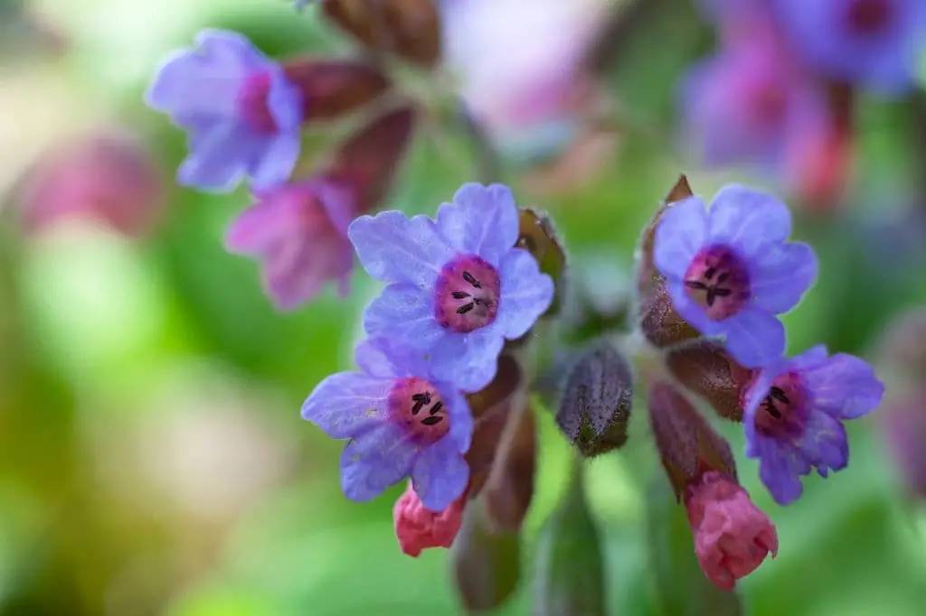 Pulmonaria