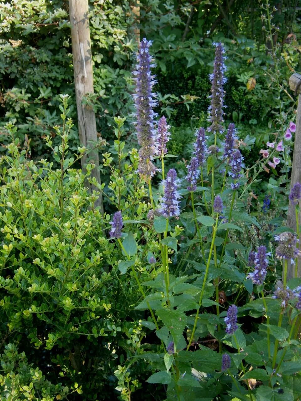 Using Agastache in an Eco-Friendly Garden Landscape