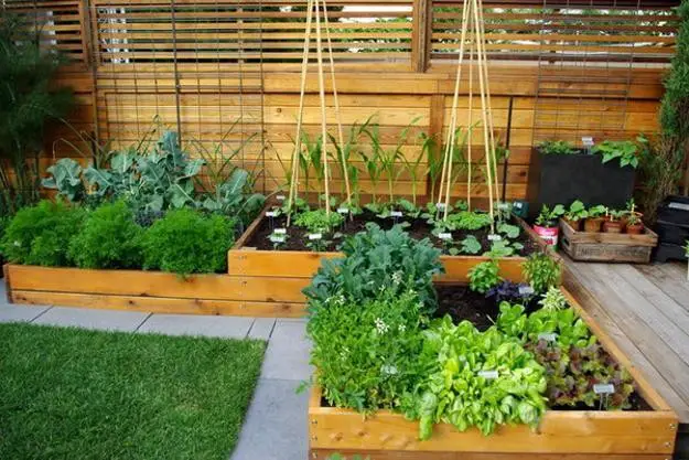 Lettuce in raised beds with hoops