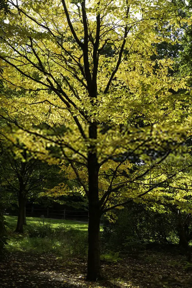 Cherry Birch or sweet birch (Betula lenta)