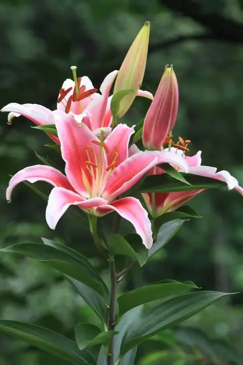 Lilies