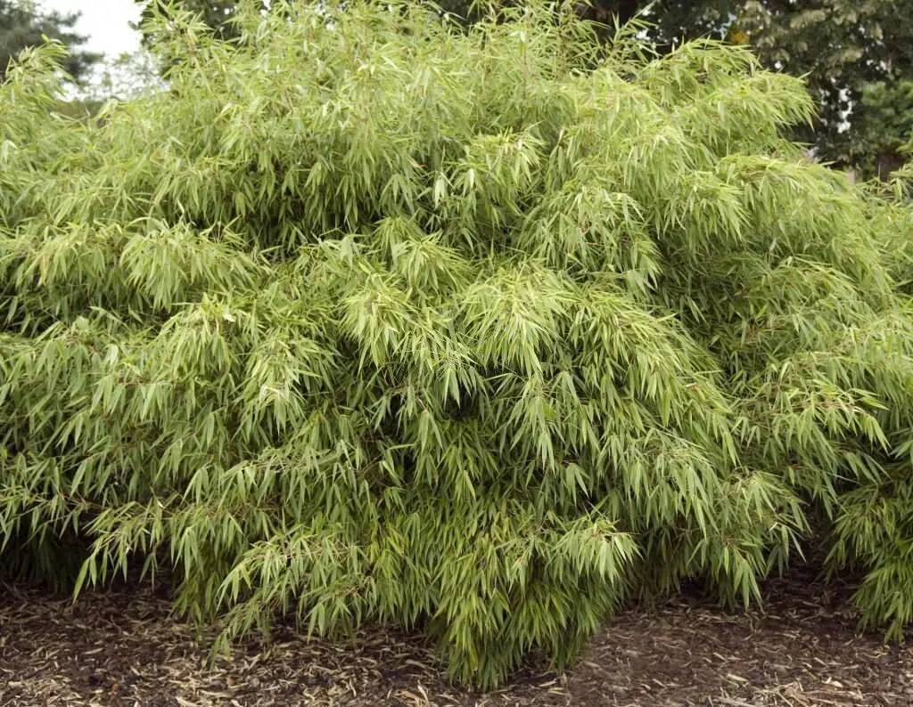 Dragon Head Bamboo (Fargesia rufa)