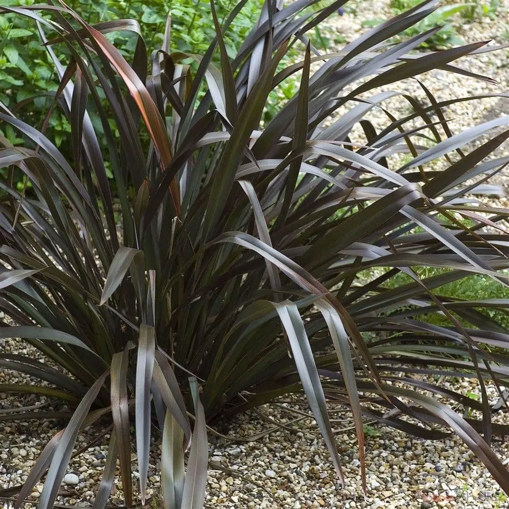 Phormium tenax ‘All Black’ (New Zealand Flax).