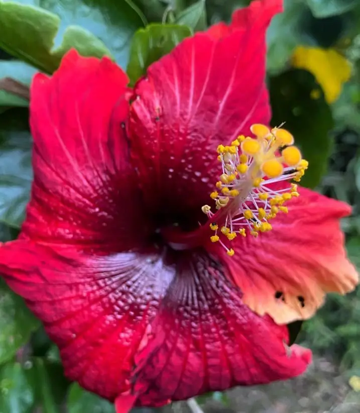 Hawaiian Hibiscus (Hibiscus rosa-sinensis)