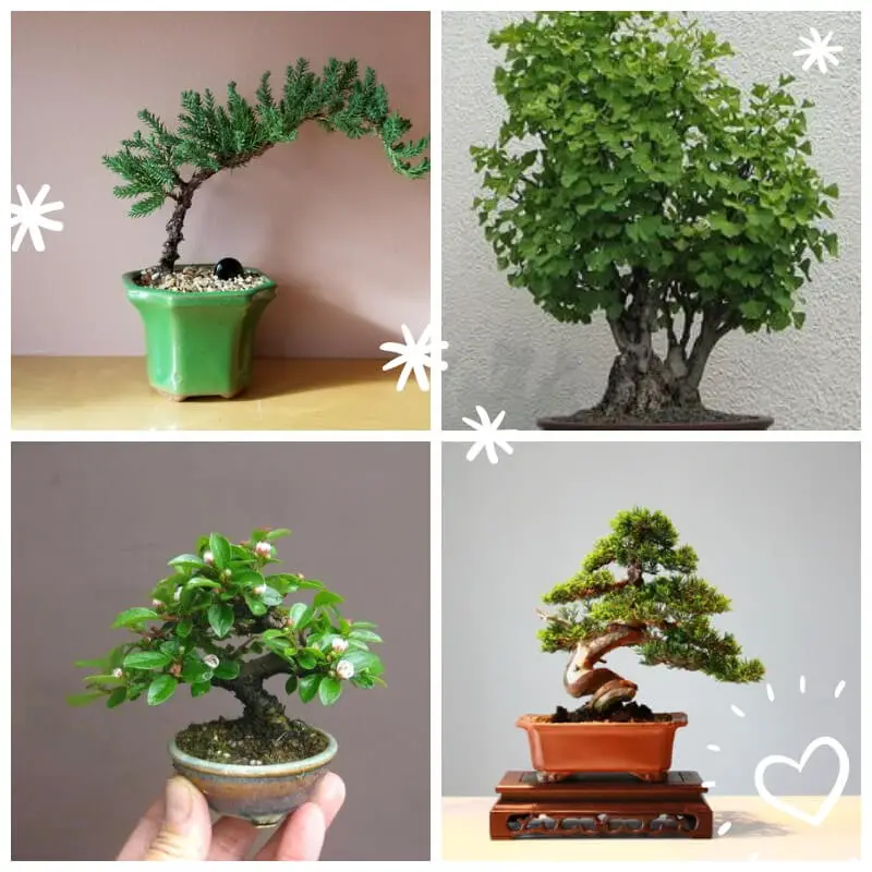 Bonsai