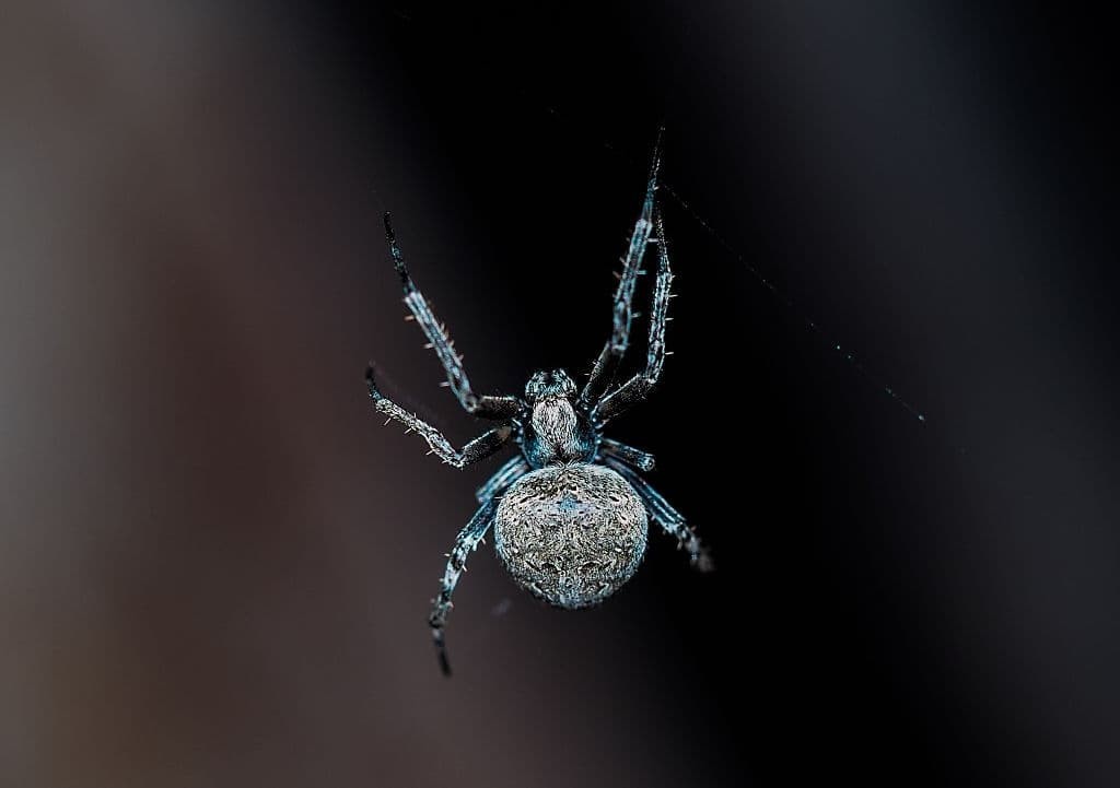 Orb weaver spiders