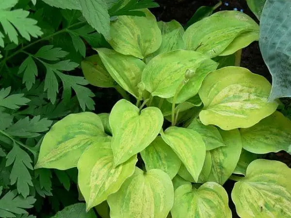 Silver Threads and Golden Needles hosta