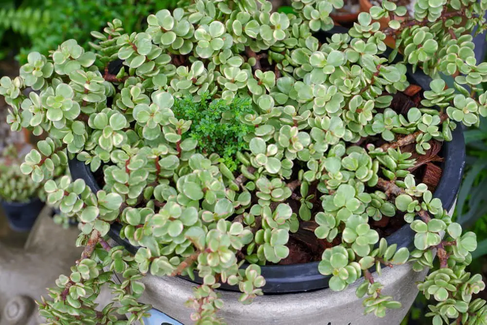 Crassula Ovata Minima (Miniature Jade Plant)