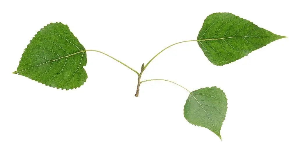 Balsam Poplar (Populus balsamifera)