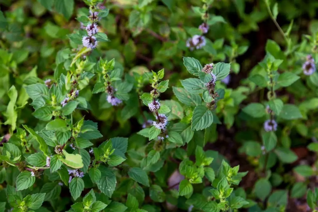 Ginger Mint (Mentha x gracilis)