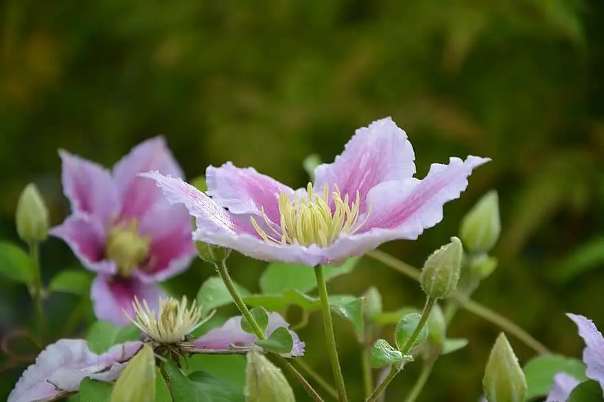 How to Grow Clematis Vines in a Rose Garden