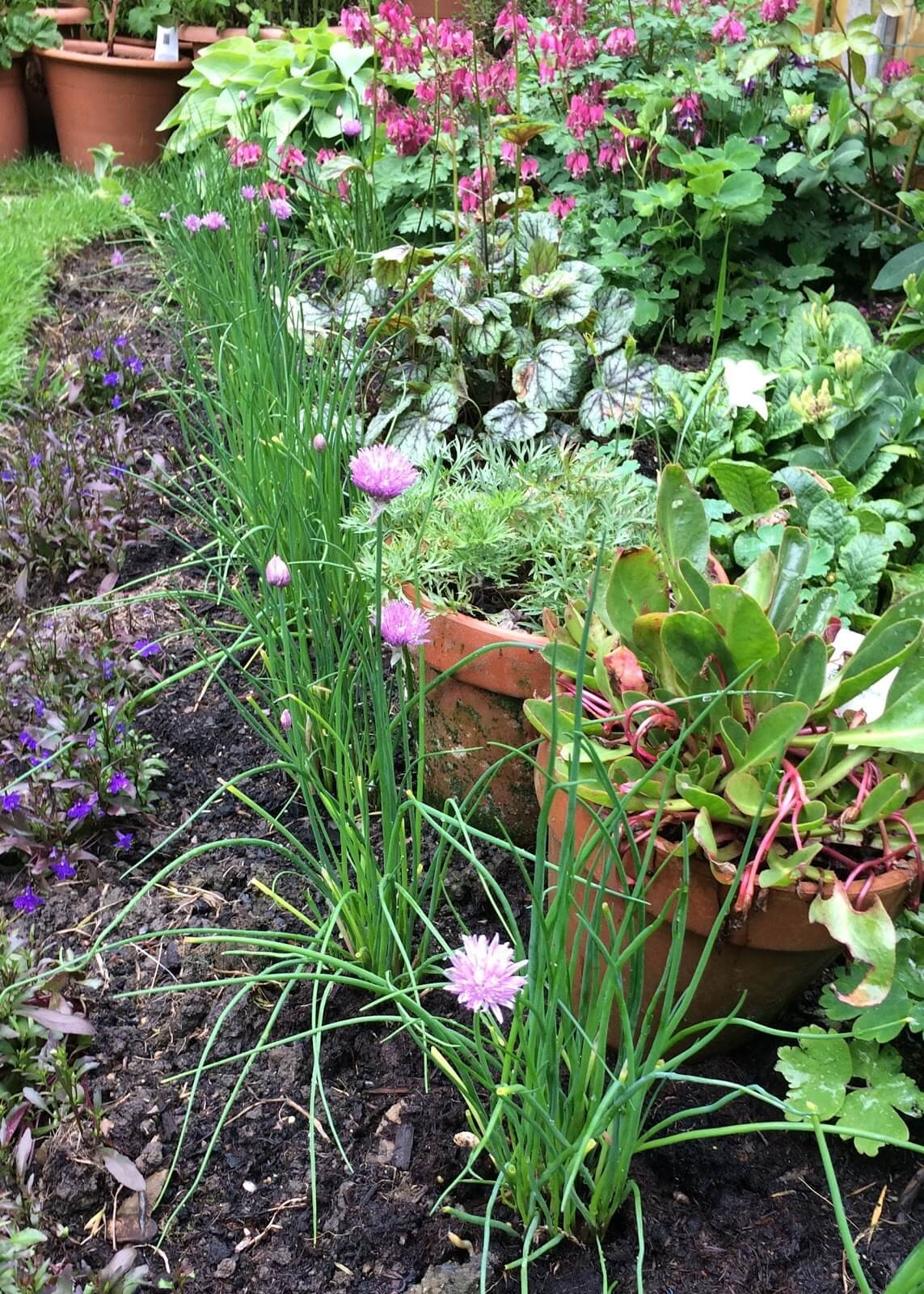 Onion Chives (Allium schoenoprasum)