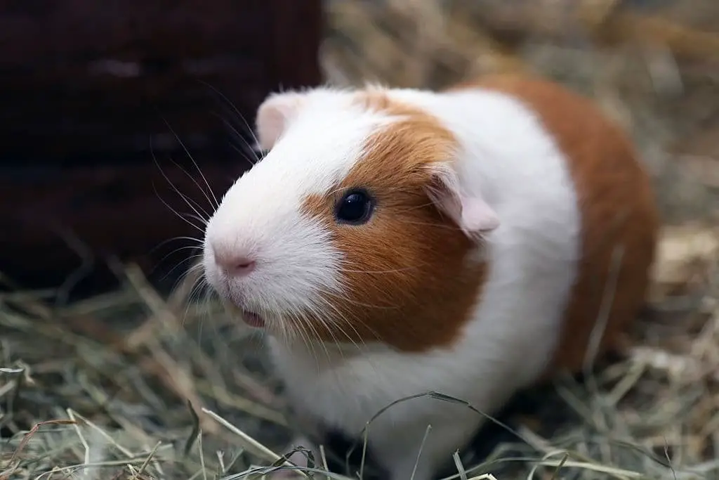 Guinea pig