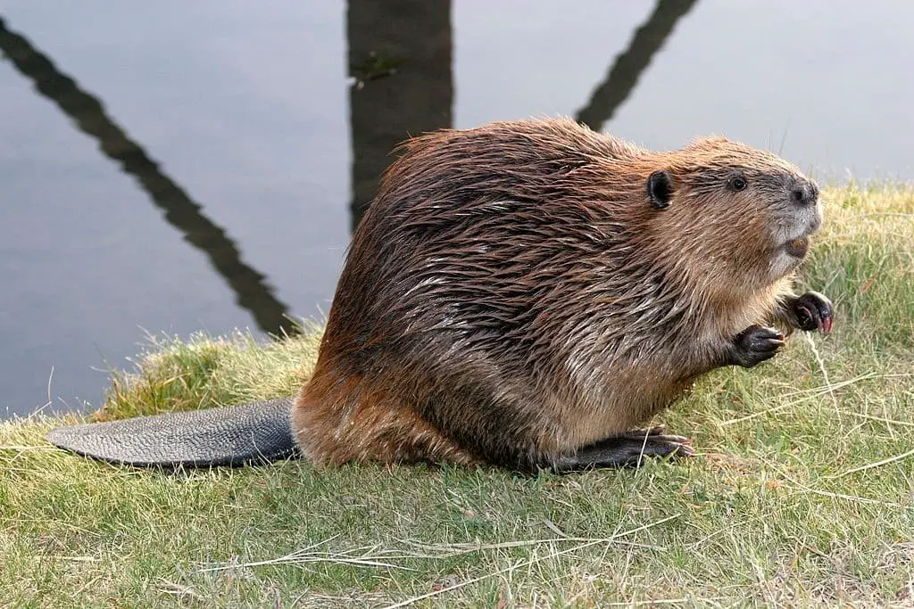 Beaver