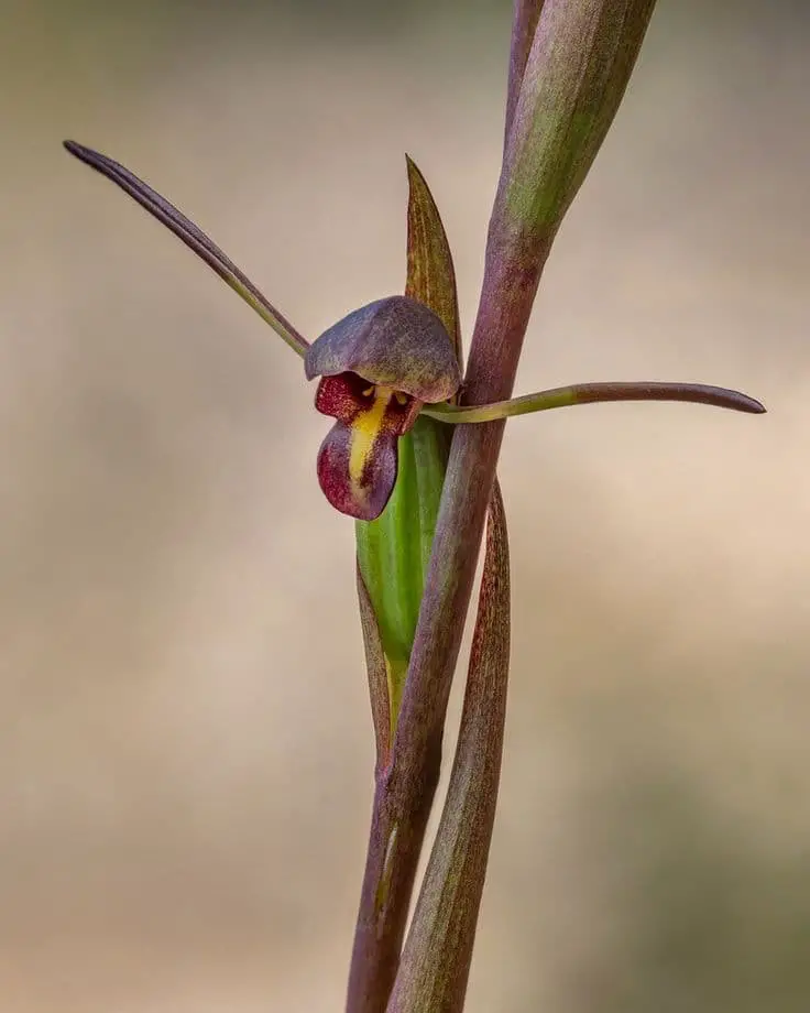 Bird’s Mouth Orchid (Orthoceras strictum).