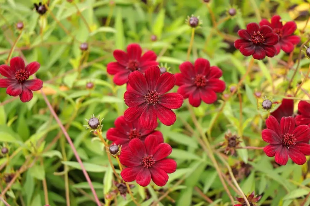 Chocolate Cosmos (Cosmos atrosanguineus).