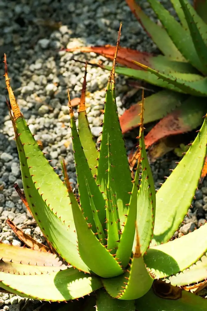 Snake Aloe (Aloe broomii)