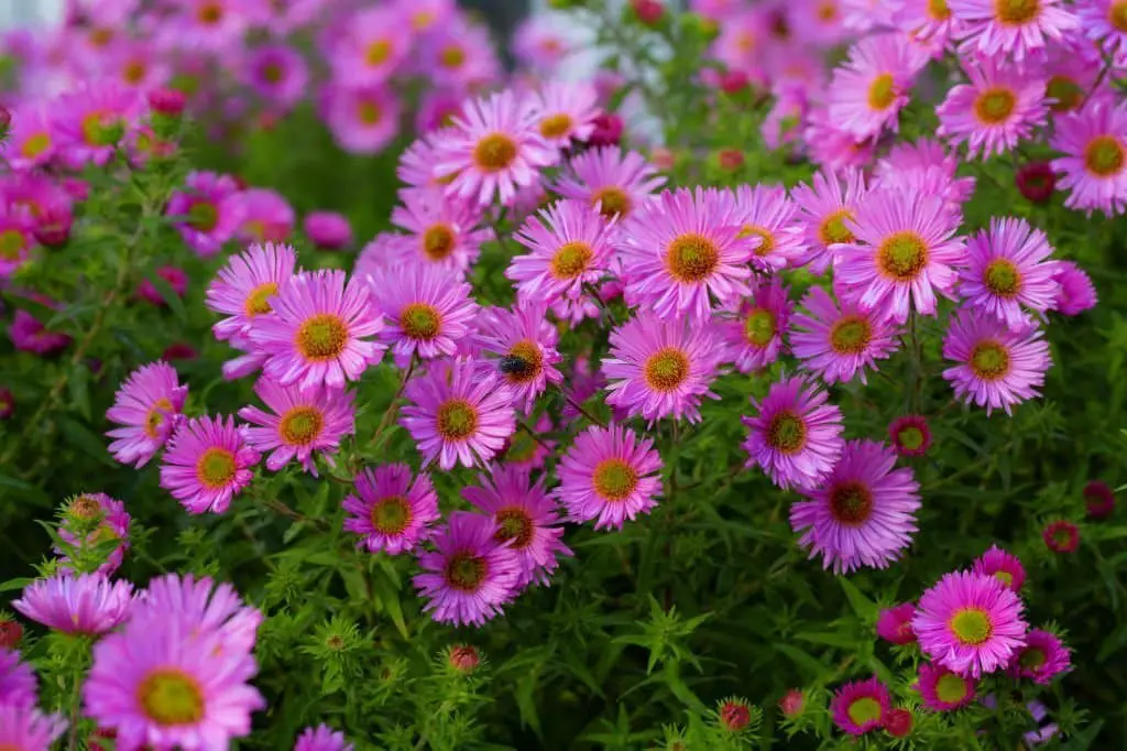 Asters (Symphyotrichum).