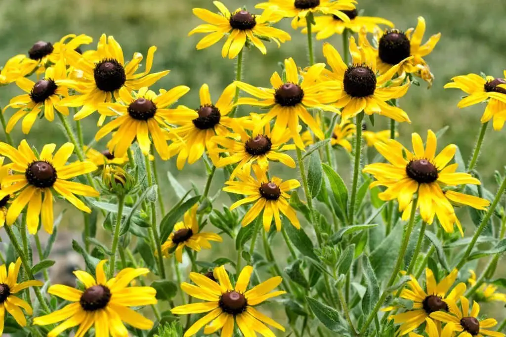 Yellow Coneflower (Echinacea paradox).