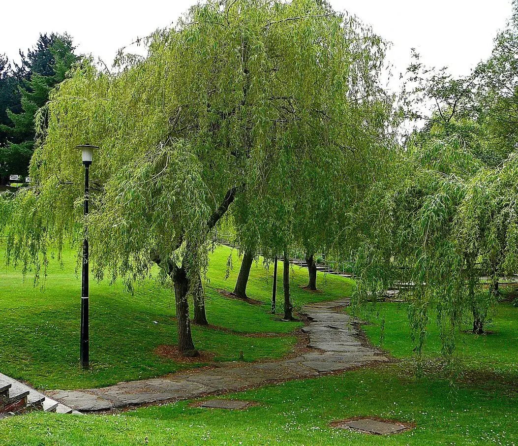 Willow trees