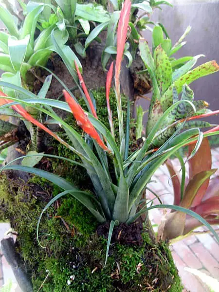 Flabellata (Tillandsia flabellata)