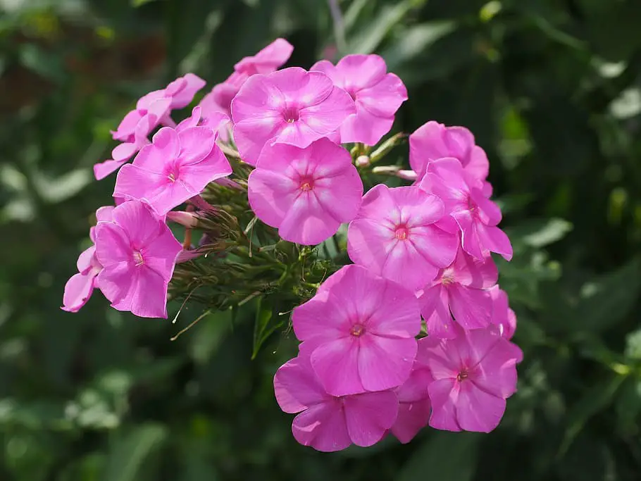 Phlox (Jacob’s Ladder)