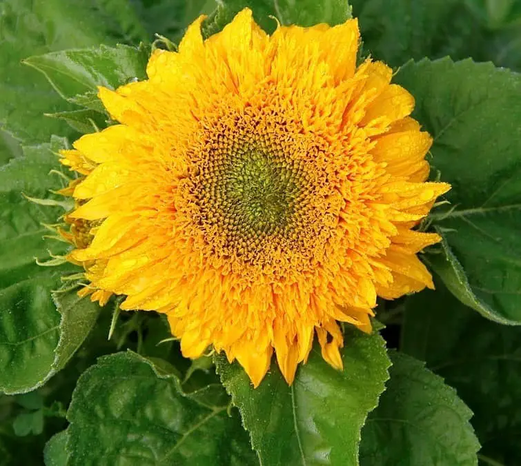 Teddy Bear sunflower