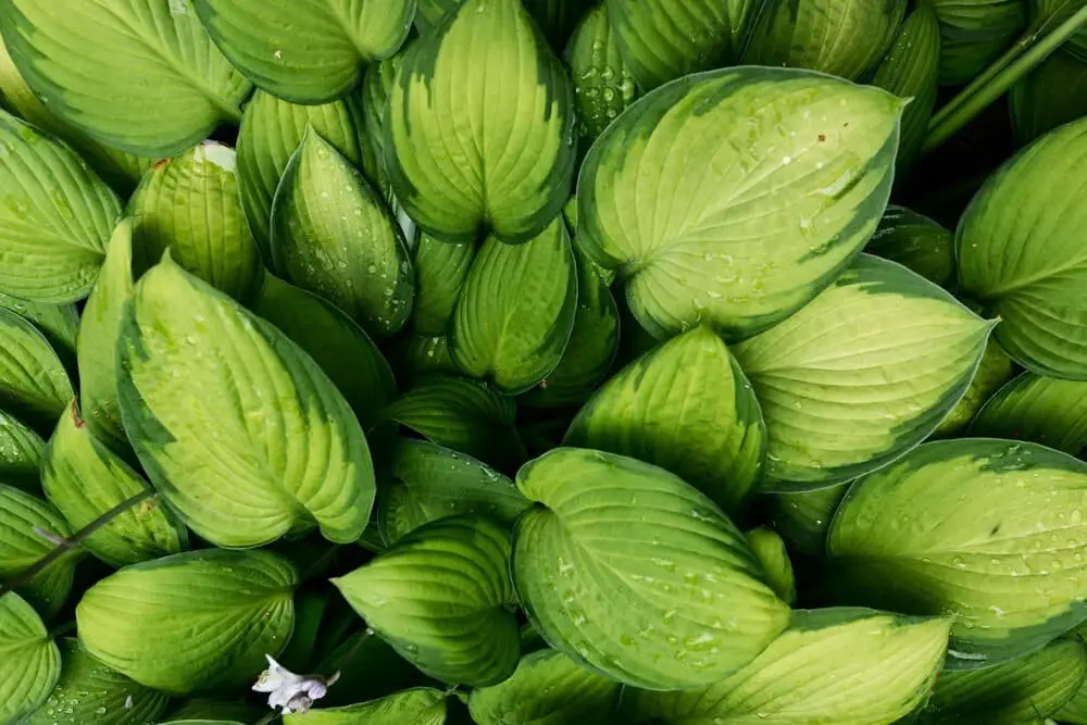 Hosta Guacamole