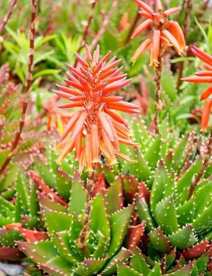 Lace Aloe (Aloe Aristata)