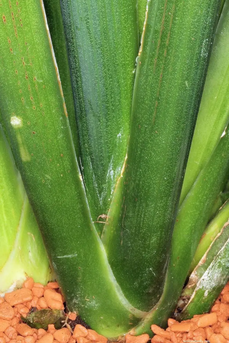 Sansevieria burmanica