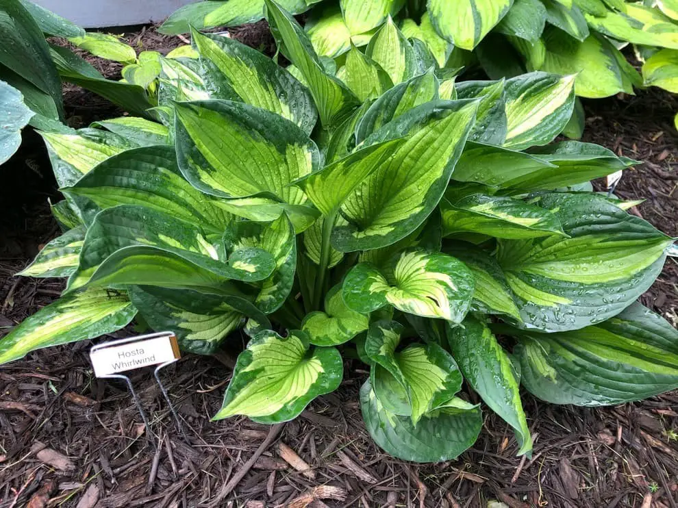 Hosta whirlwind