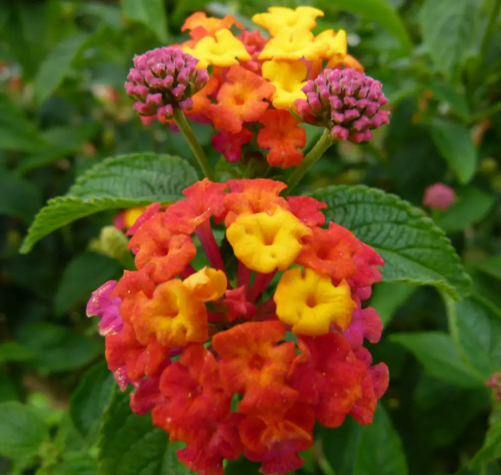 One of the Easiest Mediterranean Garden Perennials