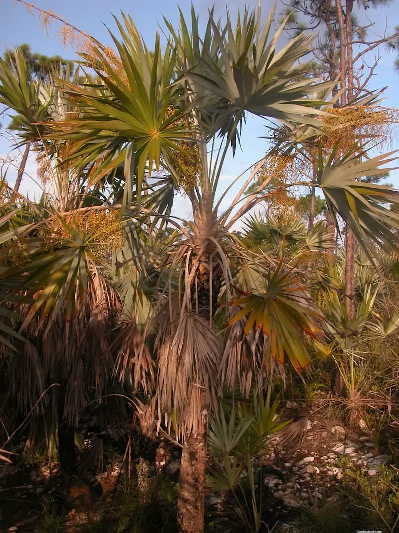 Keys thatch palm (Leucothrinax morrisii)